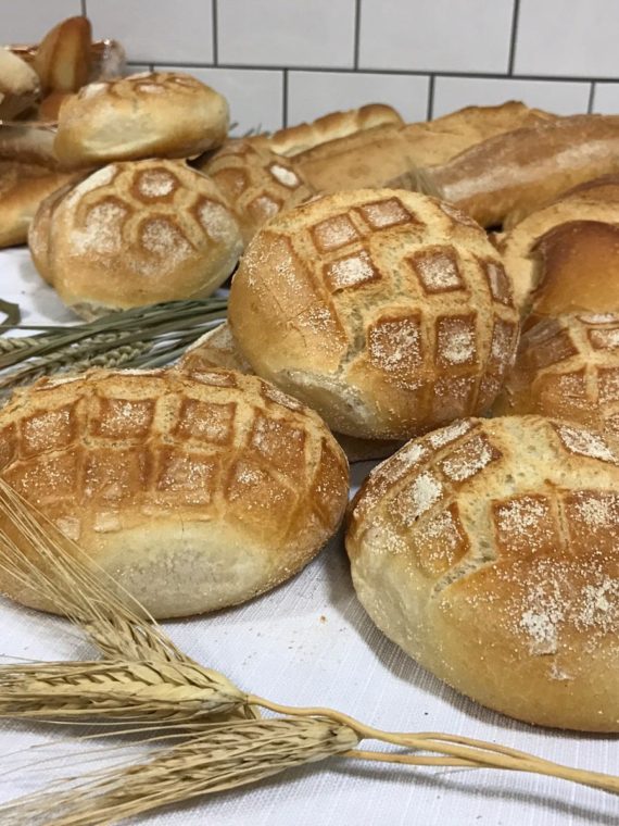 Tartarughe